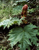 une plante à fleurs de Rheum palmatum L avec une fleur rouge et quelques grandes feuilles vertes pousse dans les bois