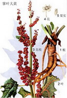 un dessin coloré de Rheum palmatum L., racine brune, épis de fleurs rouges, feuilles vertes