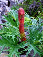 une plante fleurie de Rheum palmatum L. avec un épi de fleur rouge poussant en montagne
