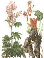 un dessin coloré de Rheum tanguticum Maxim. ex Balf. avec une racine brune, une tige rougeâtre et des feuilles vertes, des épis de fleurs roses