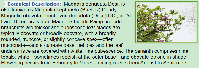 Botanical Description of Magnolia denudata Desr
