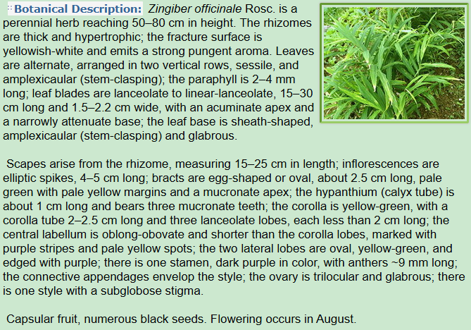 Botanical Description of Zingiber officinale Rosc