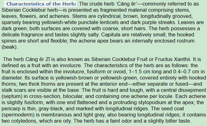 Characteristics of the Herb:Siberian Cocklebur Fruit