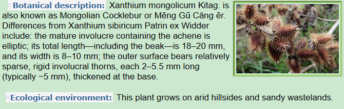 Botanical Description, Ecological Environment of Xanthium mongolicum Kitag