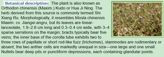 Botanical Description of Mosla chinensis Maxim