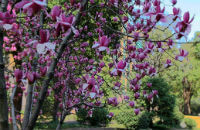 Flos Magnoliae