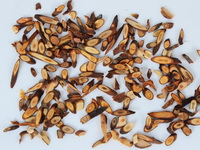 Cassia Twig urt gren spidser 01