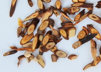 Cassia Twig urt gren spidser 02