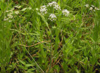 Rhizoma Ligustici