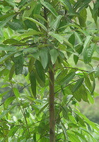 et lille voksende træ af Cinnamomum cassia Presl
