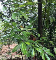 et blomstrende træ af Cinnamomum cassia Presl