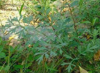 Radix Saposhnikoviae