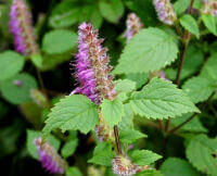 Herba Elshotziae