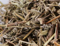 segments dherbes séchées de Mosla chinensis Maxim