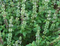 Herba Schizonepetae
