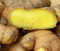 Rhizoma Zingiberis Recens