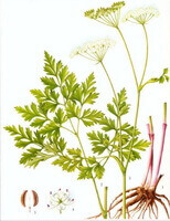 en billedtegning af Ligusticum jeholense.:tegning af plante,rod og rhizom,blade og stængler,blomster og frø