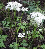 blomstrende planter af Ligusticum sinense Oliv.:blomstrende plante