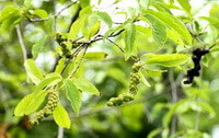 spirende blade og grene af Magnolia biondii Pamp
