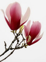 to blomster af Magnolia biondii Pamp på grenens spids