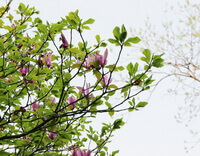 lyserøde blomster og grønne blade af Magnolia denudata Desr.