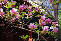 blomstrende træ af Magnolia denudata Desr,med lyserøde blomster.