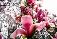et blomstrende træ af Magnolia sprengeri Pamp.