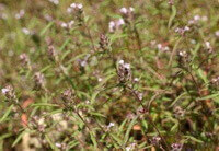 de nombreuses plantes à fleurs de Mosla chinensis Maxim .cv. Jiangxi-angr:plante à fleurs