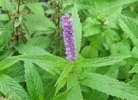 une plante à fleurs de Mosla chinensis Maxim .cv. Jiangxi-angr,avec des feuilles vertes en forme de flèche et des épis de fleurs roses et violettes.