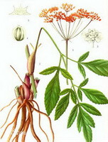 en farverig tegning af Notopterygium forbesii de Boiss, tegning af rhizom, plante og blade, rødlige blomster og frø