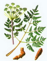 en farverig tegning af Notopterygium incisum Ting ex H.T.Chang, plante og rhizom, rod, blade og blomster