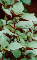 Folium Perillae