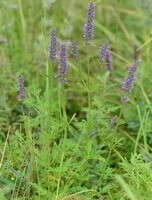 voksende plante af Schizonepaeta multifida Briq:voksende buske med otte lilla blomster