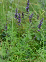 blomstrende planter af Schizonepaeta multifida Briq:buske med syv lilla blomster