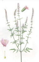 et farvebillede af Schizonepeta tenuifolia Briq:plantestængel og blade,blomster og kronblade