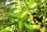Fructus Xanthii