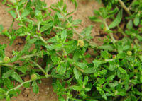 Herba Centipedae