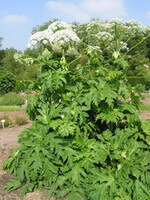 en blomstrende plante af Angelica dahurica Fisch.ex Hoffm.Benth. et Hook.f.