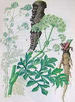 billede af Angelica dahurica Fisch.ex Hoffm.Benth. et Hook.f.:dens rod, stilk, blade og blomster