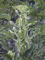 en blomstrende plante af Angelica dahuricaFisch.ex Hoffm.Benth.et Hook.f. var.formosana Boiss.Shan et Yuan.