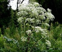 en blomstrende plante af Angelica dahurica Fisch.ex Hoffm.Benth.et Hook.var.dahurica.