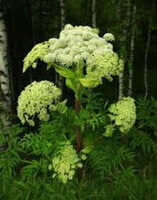 blomster og planter af Angelica dahurica Fisch.ex Hoffm.Benth.et Hook.var.dahurica.