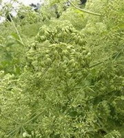 en blomstrende plante af Angelicadahuricavar.formosanacv.Chuanbaizhi.