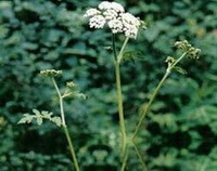 grene, blade og blomster af Heracleum scabridum Franch.
