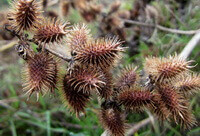 en frugtbærende plantes stamme af Xanthium mongolicum Kitag.