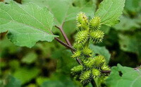 frugtplante med grønne blade og lilla stilke af Xanthium sibiricum Patrin.ex Widder.