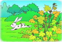 en tegning af en hvid kanin og Xanthium sibiricum-planten.