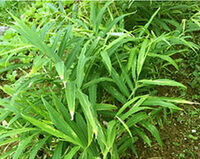 busk og plante af Zingiber officinale Rosc, der vokser på en mark