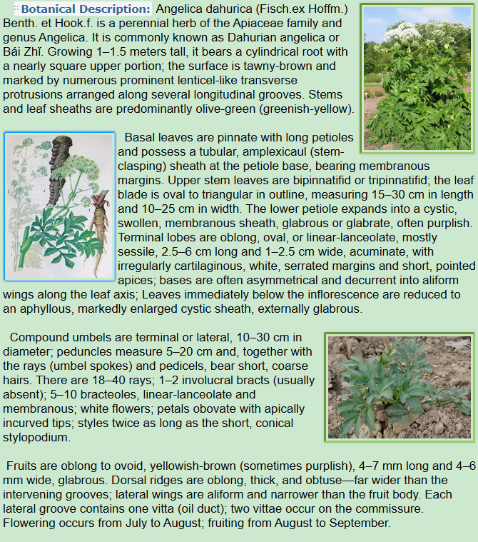 Botanical Description of Angelica dahurica Fisch.ex Hoffm.Benth. et Hook.f.