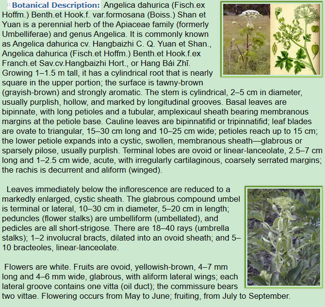 Botanical Description of Angelica dahurica Fisch.ex Hoffm. Benth.et Hook.f. var.formosana Boiss.Shan et Yuan.